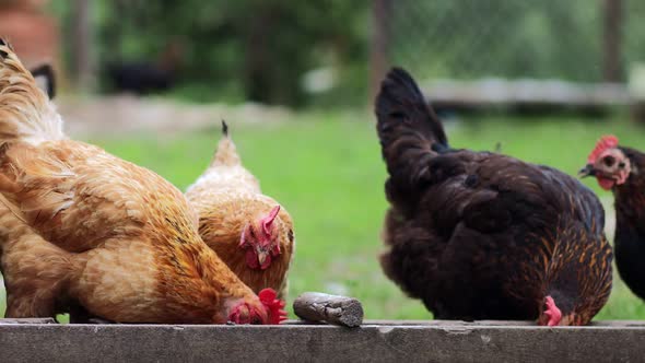 Several red, farm chickens eating some corn in the countryside. Farming and Pet Concept