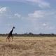 Giraffe in the Wild - VideoHive Item for Sale
