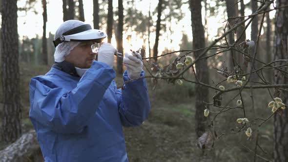 A biologist takes samples of wood particles for laboratory research.