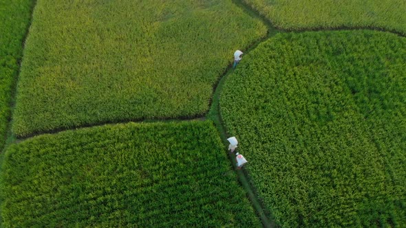 Aerial Shot of Farmers Carrying Bags with Rice Through a Beautiful Rice Field. Rice Threshing