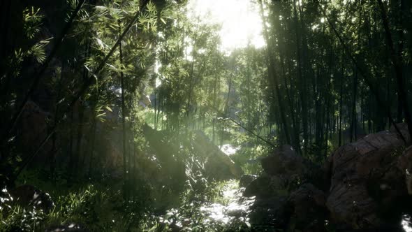 Lush Green Leaves of Bamboo Near the Shore of a Pond with Stones