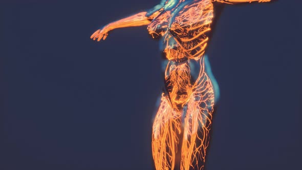 Analysis of Human Anatomy Scan Showing Blood Circulation alt