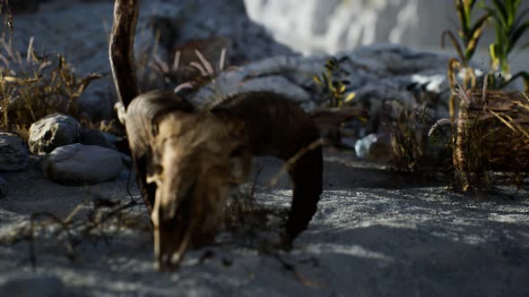 Skull of a Dead Ram in the Desert