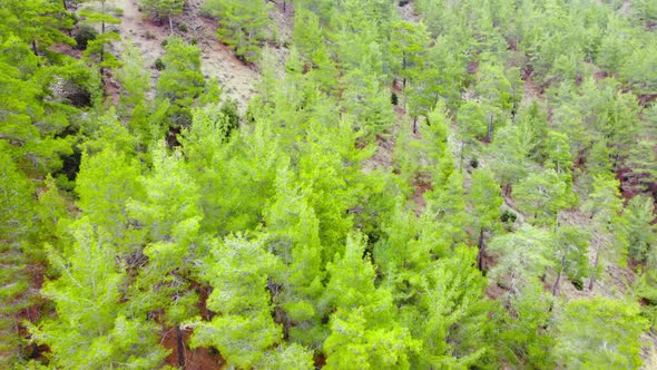 Aerial View of Coniferous Forest in Spring Green Trees on the Hill Treetops in Sunny Weather
