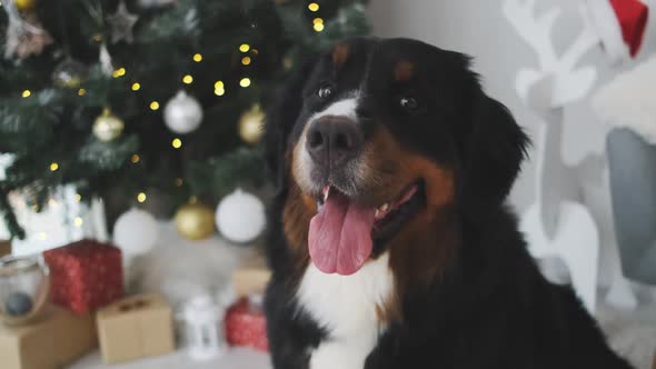 Bernese Mountain Dog Near Christmas Tree