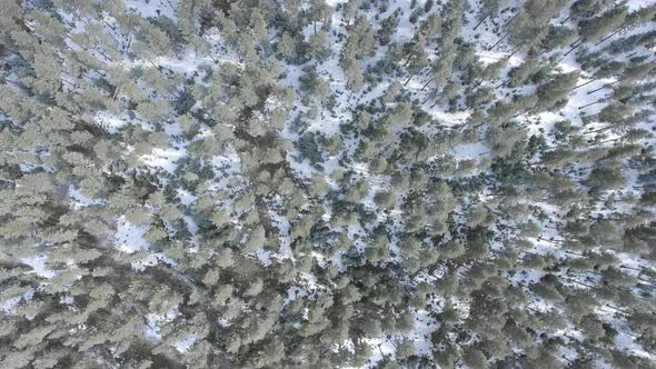 Rime on Trees in the Overhead Forest
