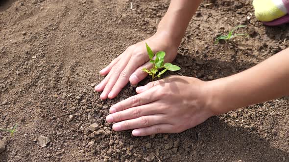 Planting A Young Tree