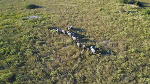 Aerial View, Elephant herd walking through Botswana grasslands at golden hour