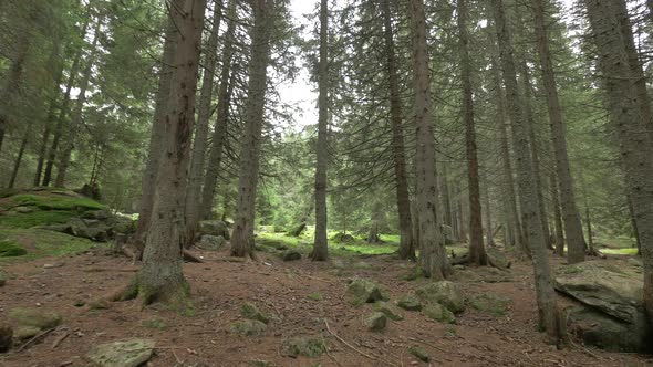 Inside a spruce forest