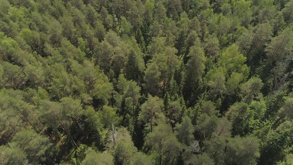 Flight Over the Green Forest