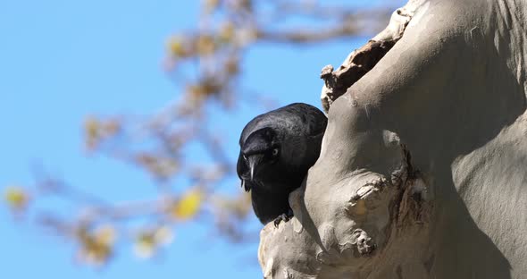 Western jackdaw (Coloeus monedula), perched on a platanus