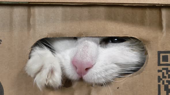 Funny Cat Nibbles Cardboard Box Through Small Hole