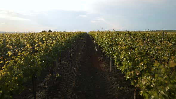 Aerial View of the Beautiful Winery in Rows at Sunset