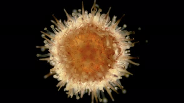 Oral Side(mouth) Sea Urchin Echinoidea, Under a Microscope, Type Echinodermata