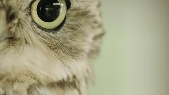 TILT UP to a Burrowing owls eye pupil constricting and dilating rapidly