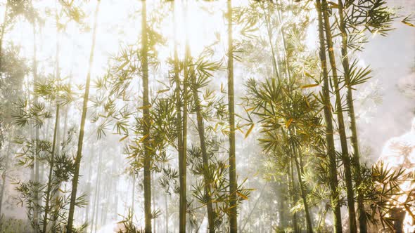 Asian Bamboo Forest with Morning Sunlight