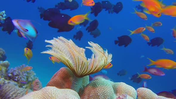 Underwater Colorful Fishes and Tube Worm