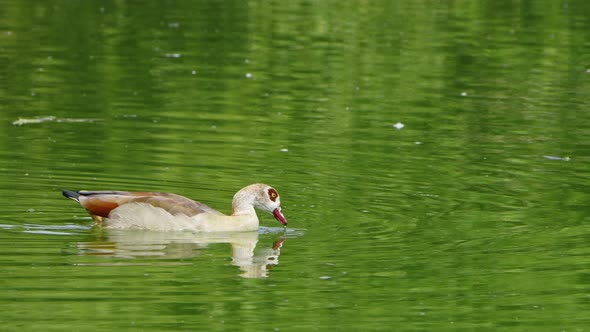 Duck In A Green Lake 13