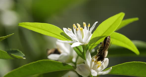 Flowers of Mandarin orange during the summer season