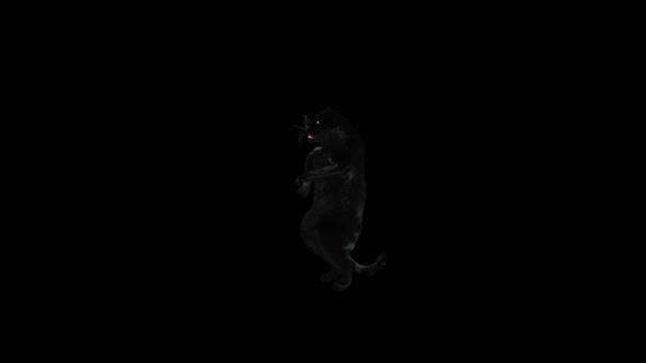 Panther Dancing HD