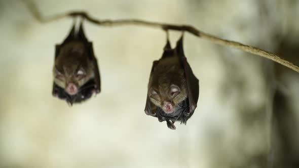 Two pairs of Bats hanging from a tree root