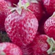 Ripe Red Strawberries with Green Leaves Soft Focus - VideoHive Item for Sale