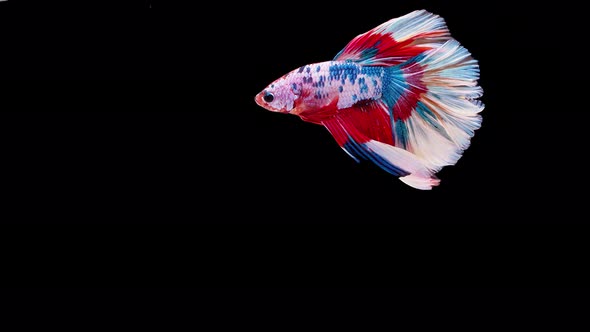 slow motion of Siamese fighting fish (Betta splendens), well known name is Plakat Thai alt