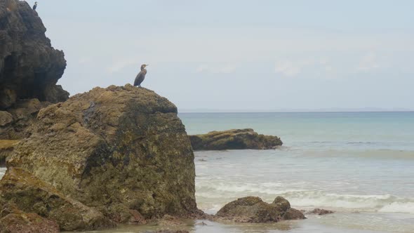 A black cormorant perched on a rock alongside a beach in Australia.