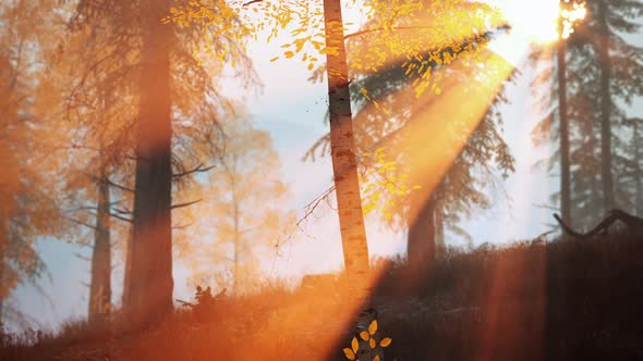 Unrise or Sunset in a Birch Forest with Rays of Sun Shining Through Tree Trunks