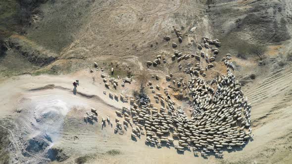 Flock of sheep