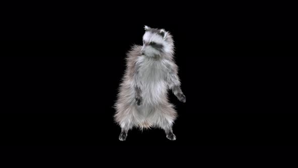 Raccoon Dancing 4K