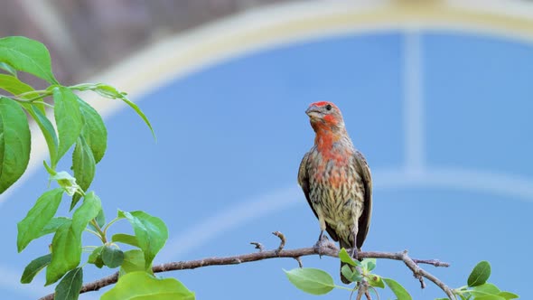 An adult male house finch singing while perched on a branch - isolated close up