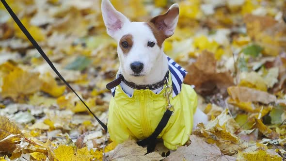 Cute Dog Jack Russell Outdoors