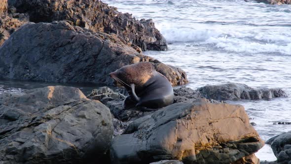 Large big New Zealand fur seal keneno scratching head with fin on the rocky coastline with foamy wav