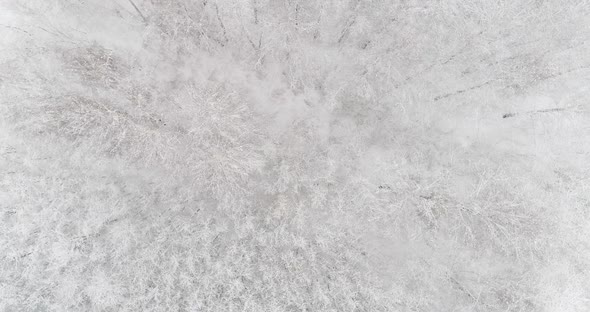 Aerial Video of a Winter Forest