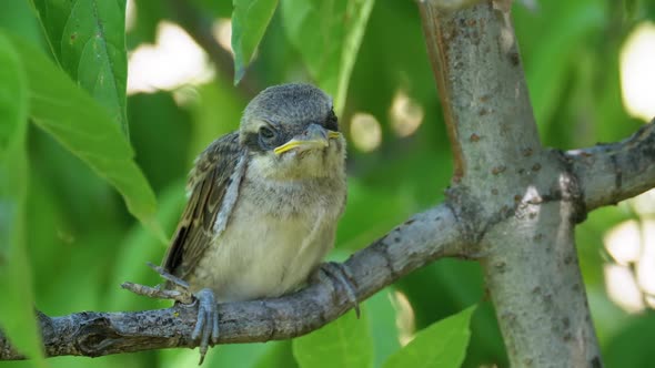 Chick Sitting on a Tree Branch in Green Forest. Muzzle of Nestling.