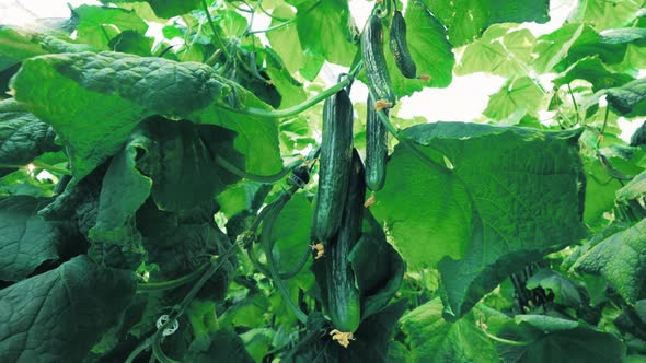 Cluster of Mellow Cucumbers in the Green Leafage