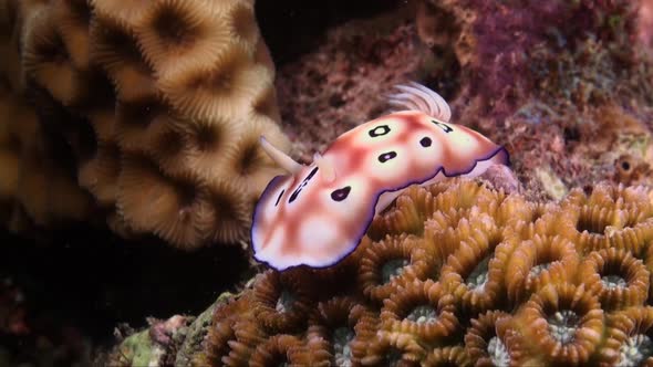 Leopard nudibranch (Gonoiobranchus leopardus) on tropical coral reef