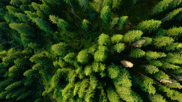 Birds Eye View of Wild green forest. Aerial drone landscape of mountain trees. National park in USA 