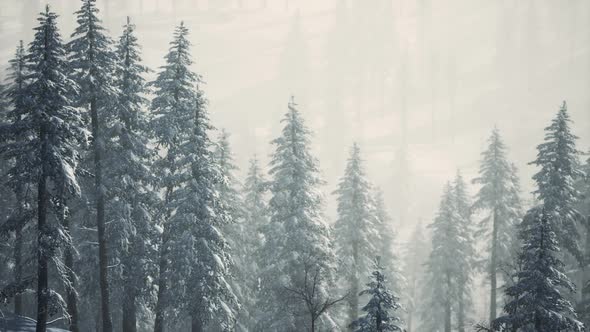 Winter Snow Covered Cone Trees on Mountainside