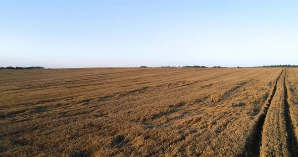 Flying Over Wheat Field Agriculture