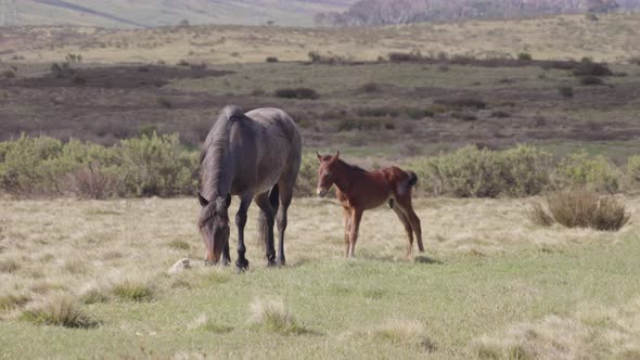 brumby colt stands beside its mother at kosciuszko national park