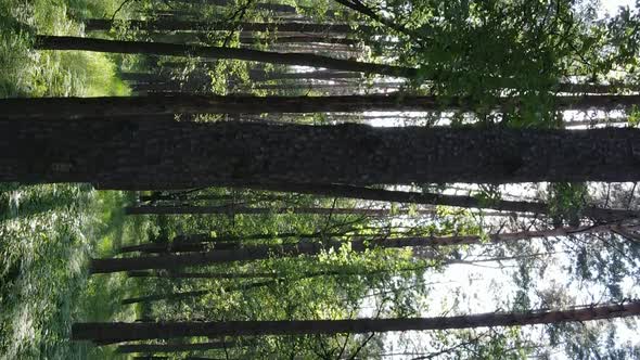 Vertical Video of Forest Landscape in Summer Slow Motion