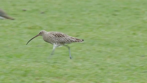 Eurasian curlew running across a field in the North Pennines County Durham.