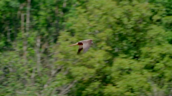 Slow motion flight of red milan eagle in the air with forest trees in background