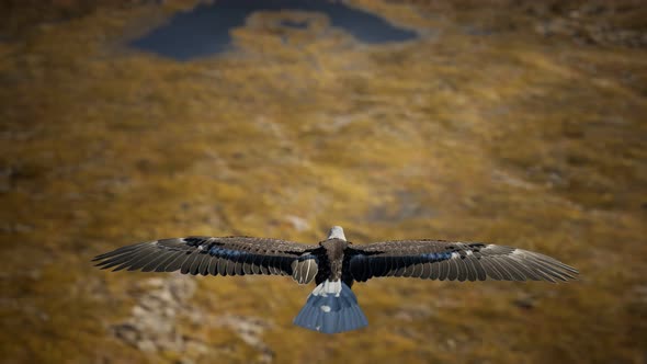 Slow Motion American Bald Eagle in Flight Over Alaskan Mountains