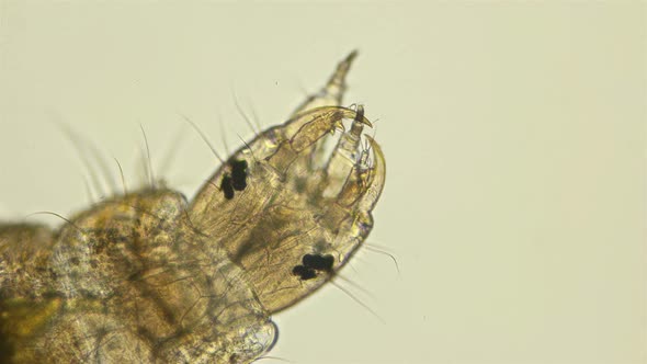 Larvae of the Beetle Hydrophilidae Under a Microscope