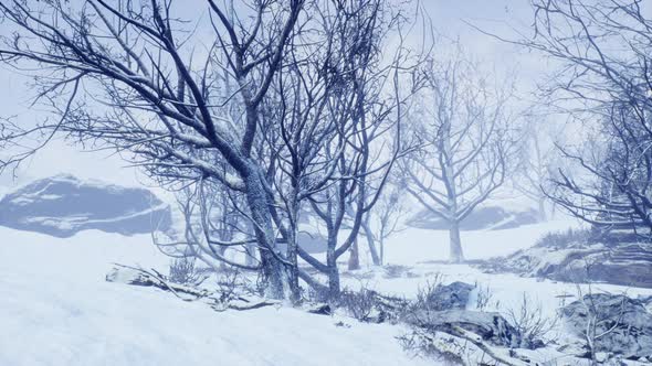 Winter Deciduous Forest on a Foggy Morning