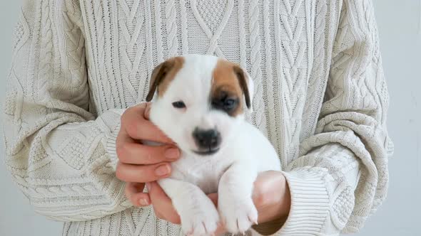 Cute Puppy Yawning on Hand