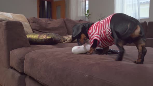 The Dog Jumps on the Sofa for a New Toy Snowman